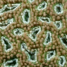 Acanthastrea coral