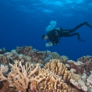 Brian Beck performing a coral survey.
