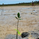 One of 135 red mangrove propagules that the students planted in the mangrove swamp during the B.A.M. program.