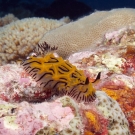 The tiny Willey's Halgerda nudibranch (Halgerda willeyi) are regularly seen in the Chagos Archipelago.