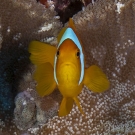 Two-band Anemonefish (Amphiprion bicinctus) caught for a split second staring at its reflection in the camera's dome port.