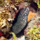 Spotted Moray