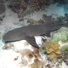 Nurse Shark