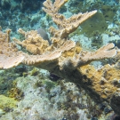 Elkhorn Coral