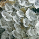 Social Feather Duster