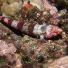 Reef Lizardfish