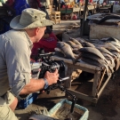 Fish for sale at the open-air fish market in Dakar.