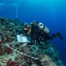 Grace Frank, a scientist with the Living Oceans Foundation, surveys corals at the outer reef edge of the Great Barrier Reef.