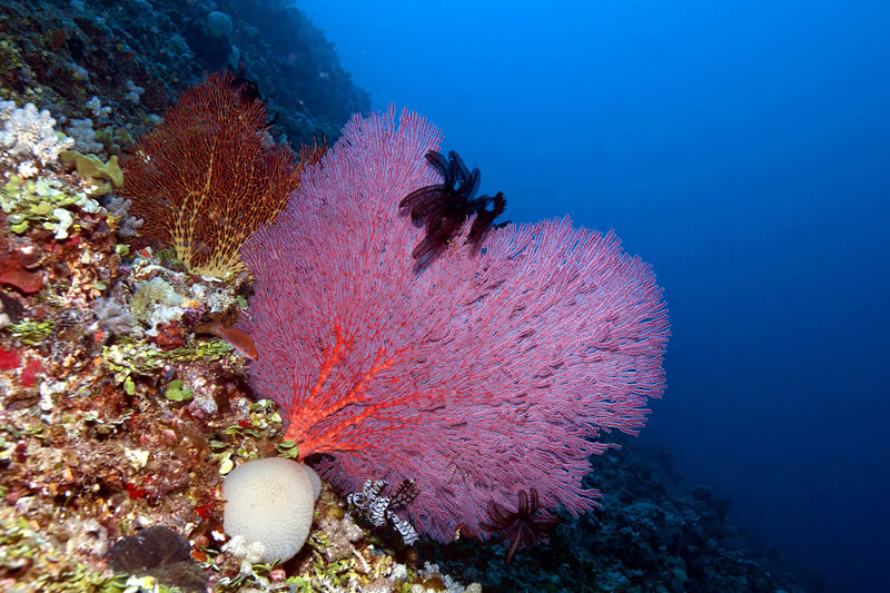 Brightly colored sea fans growing perpendicular to the usual flow of current to facilitate filter feeding.
