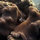 Anemonefish in host Adhesive Anemone (Stichodactyla sp.).