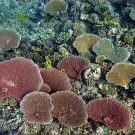 Assortment of color variations of Acropora table corals.