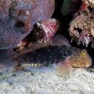 Beautiful Goby (Exyrias bellisimus)