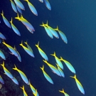 Blue and Yellow Fusilier (Caesio teres) 