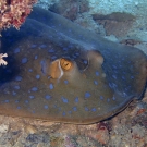 Blue-spotted Ribbontail Ray (Taeniura lymma)