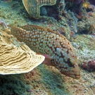 Bluespotted Grouper (Cephalopholis cyanostigma)