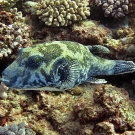 Bluespotted Puffer (Arothron caeruleopunctatus).