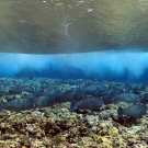 School of Bumphead Parrotfish (Bolbometopon muricatum) under the breaking surf on the reef crest.