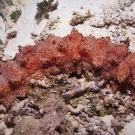 Candycane Sea Cucumber (Thelonota rubralineata)