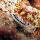 Chromodoris lochi nudibranch