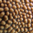 Close-up of Montipora coral showing small blue polyps.