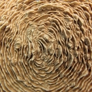 Close-up of Pachyseris coral with odd growth anomalies.