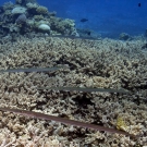 Cornetfish (Fistularia commersonii)