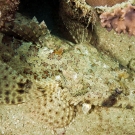 Crocodile Flathead (Cymbacephalus beauforti)