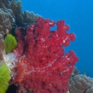 Dendronephthya soft coral (