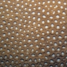 Geometric pattern of Favia coral polyps.