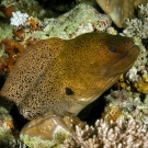 Giant Moray (Gymnothorax javanicus).