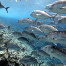 Giant Trevally (Caranx ignobilis)