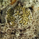 Goniastrea being overgrown by red algae.