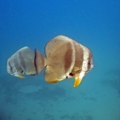 Longfin Spadefish (Platax teira)