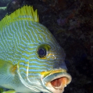 Multi-lined Sweetlips (Plectorhinchus multivittatum)