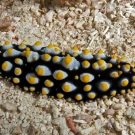 Phyllidia calsonhoffi nudibranch