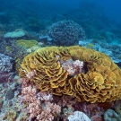 Ruffled rosettes of Turbinaria corals.