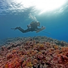 Brett Taylor driving the stereo-cam which is used to estimate the length of sharks.