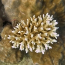 Small Acropora growing on top of a Porites lobata coral.
