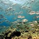 Snubnose Pompano (Trachinotus blochi)