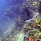 Spotted Eagle Ray (Aetobatus ocellatus)