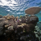 Table acroporid, large polyp Lobophyllia and other corals growing near the surface of a sloping drop-off.