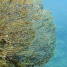 Tan sea fan.