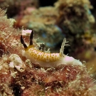 Taringa halgerda dorid nudibranch.