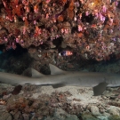 Tawny Nurse Shark (Nebrinus ferrugineus)