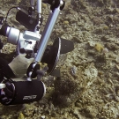 Yogi Freund shooting Phyllidia nudibranch.