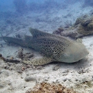 Zebra Shark (Stegostoma fasciatum)
