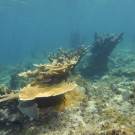 Elkhorn Coral and Blade Fire Coral.