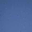Dense cluster of boobies and frigatebirds soaring in an azure blue sky made quite the racket.