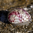 Very decorated snail slowly traversing the rocky shore at the water's edge.
