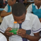 William Knibb student taking a closer look at turban snails. They have two antennae that help them to feel around their surroundings.